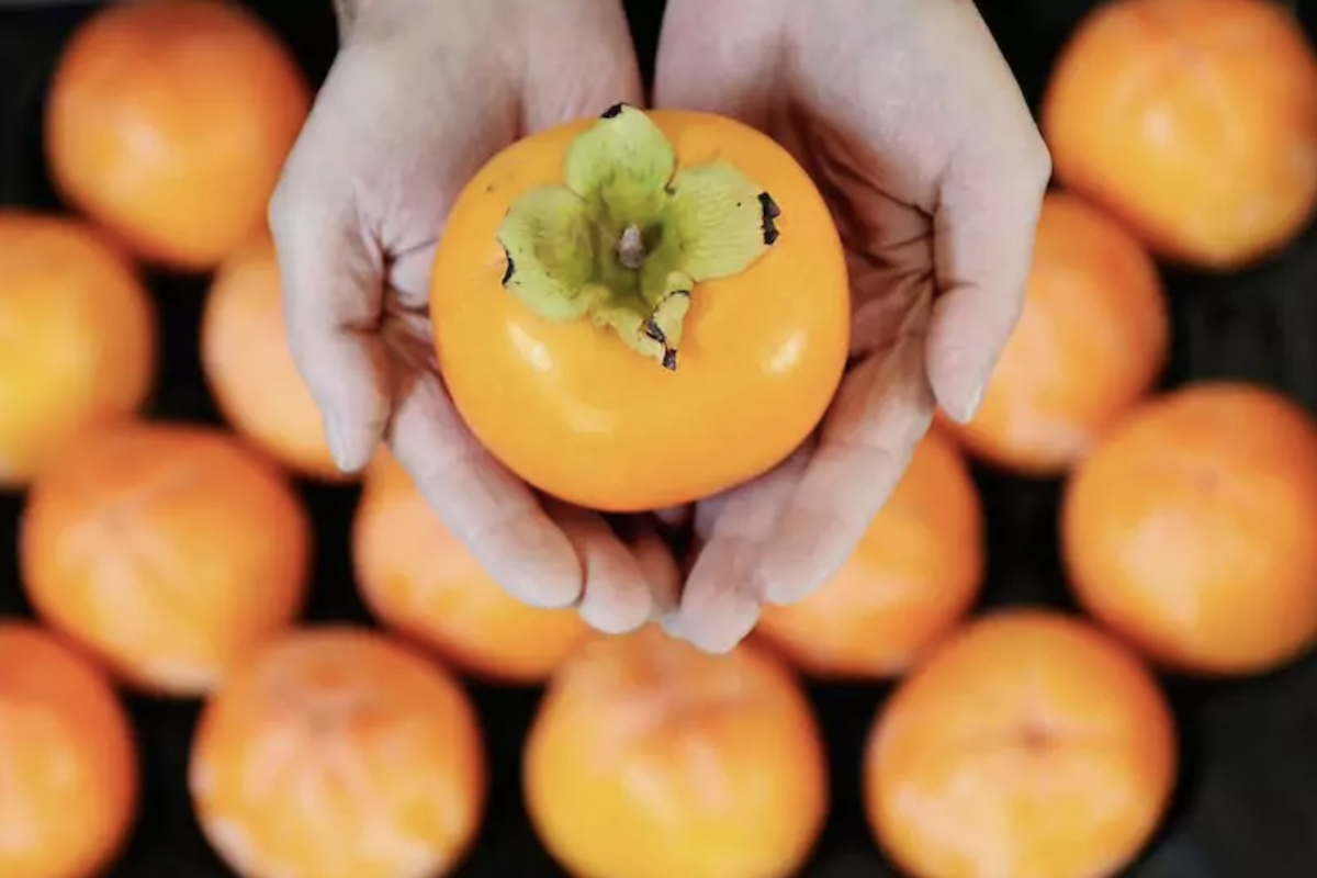 Kakis de la Ribera del Xúquer