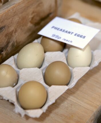 Oeufs de faisane