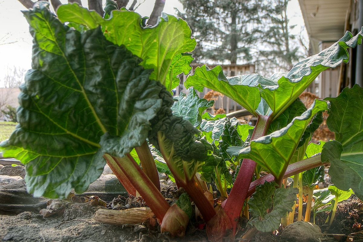 Rhubarbe en terre ©David Morris CC BY 2.0