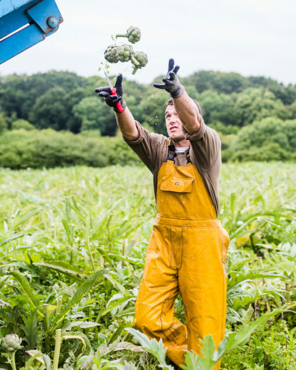 Récolte des artichauts ©L'oeil de Paco - Prince de Bretagne