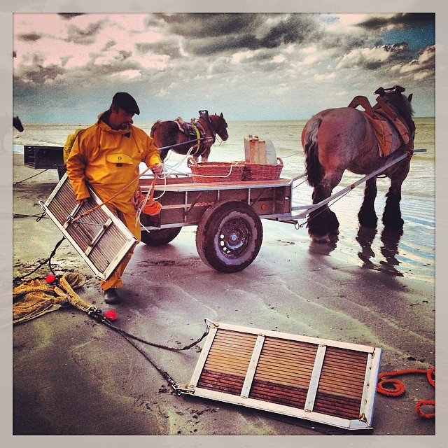 Pêche à la crevette avec des chevaux de trait (Brabençons) - Ostende - Belgique