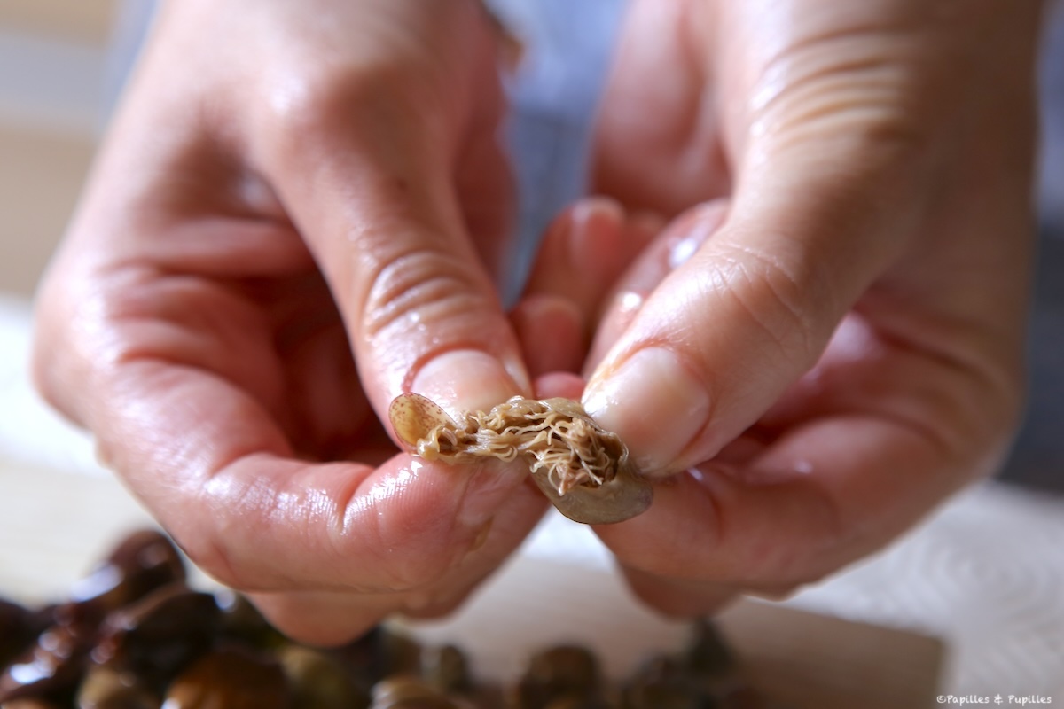 Câpre de Pantelleria - Le bouton de fleur