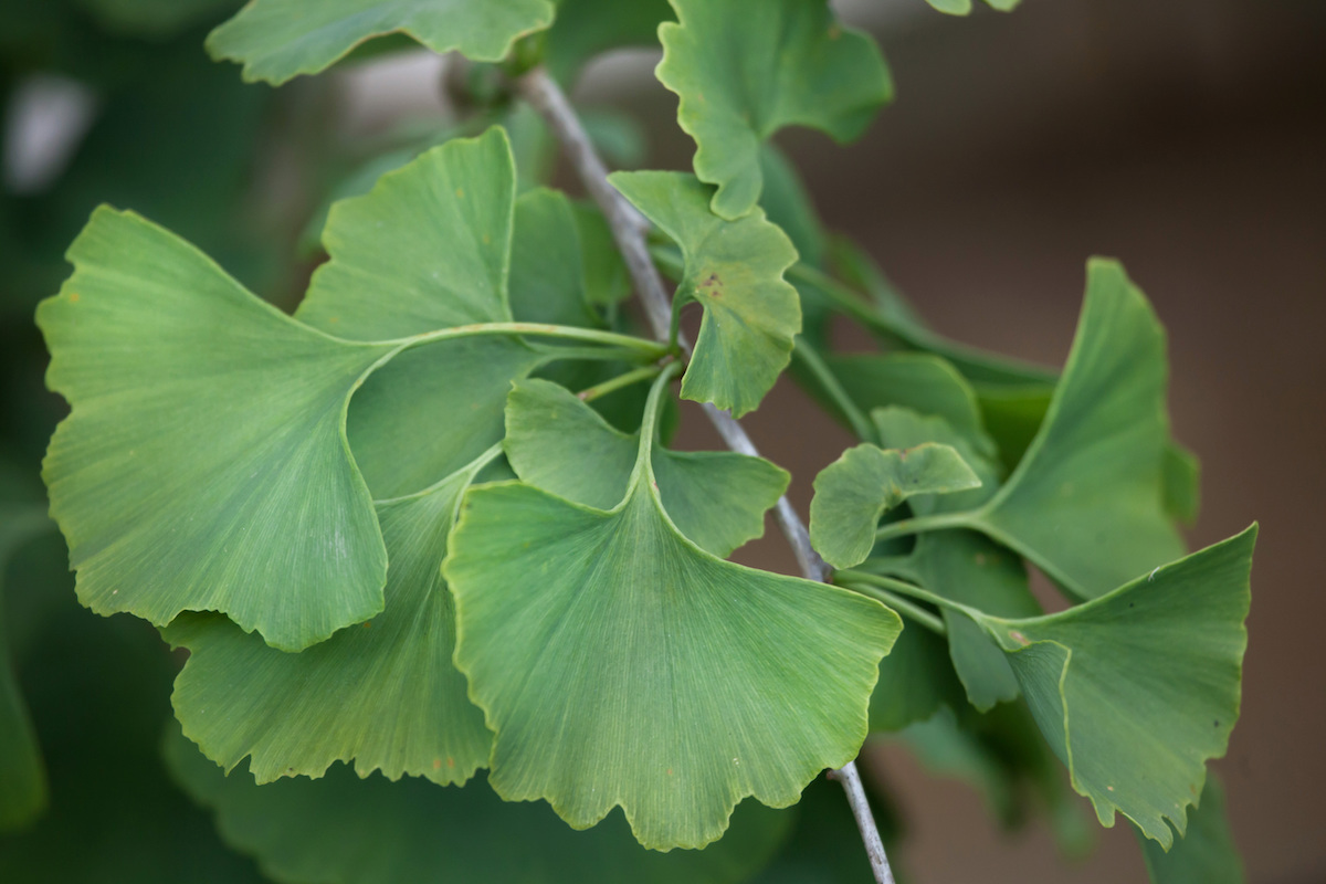 Feuilles de Gingko Biloba ©Vladimir Wrangel shutterstock