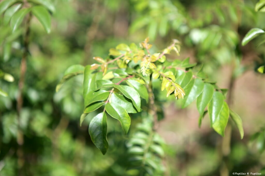 Feuilles de kaloupilé