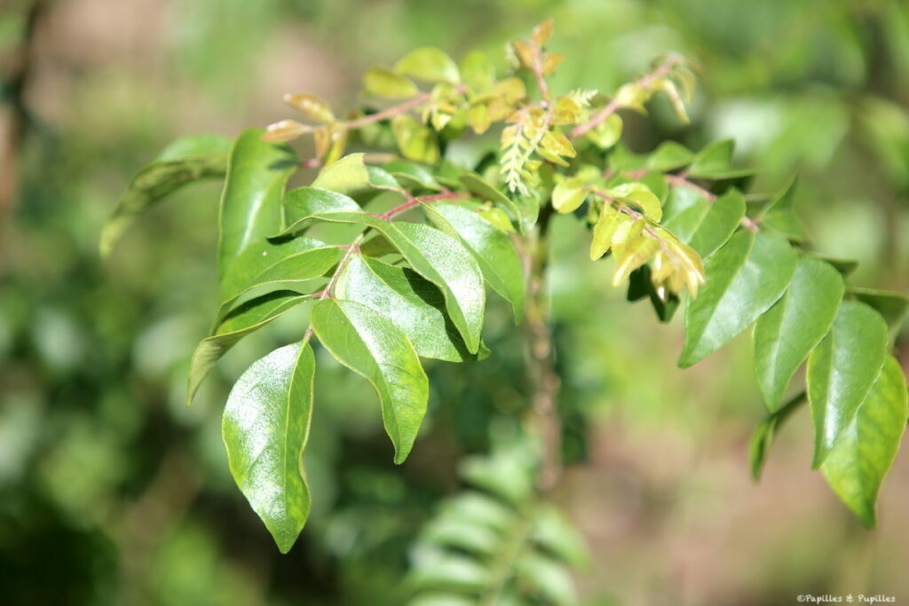 Feuilles de caloupilé