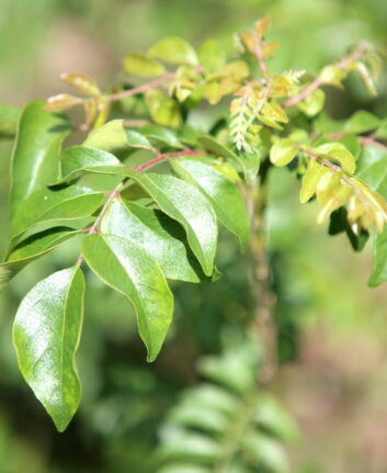 Feuilles de caloupilé