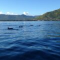 Les Dauphins de l'île Maurice