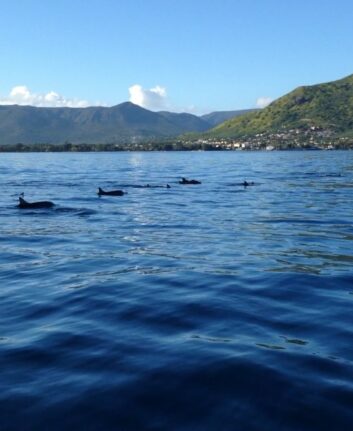 Les Dauphins de l'île Maurice