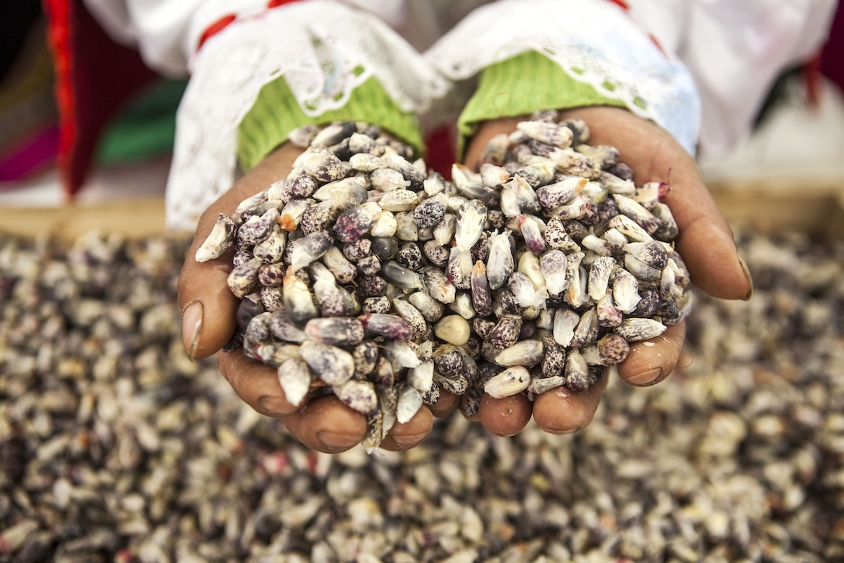 Maïs Chulpi ©apegaperu CC BY-NC-SA 2.0