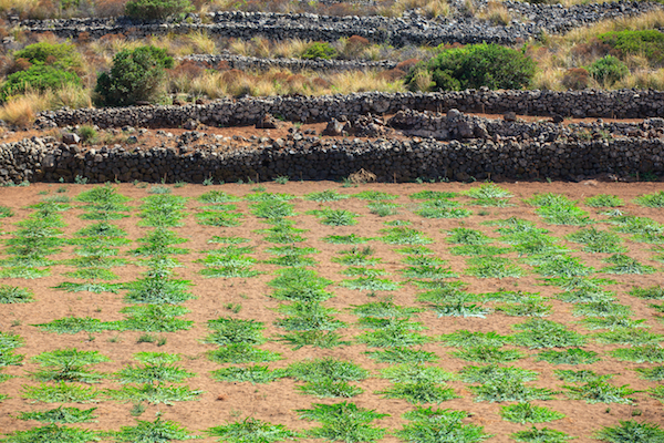 Plantation de câpres à Pantelleria - Sicile ©Bepsy - Shutterstock