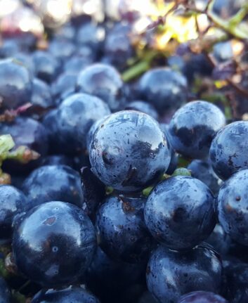 Raisins ©Caves de Rauzan