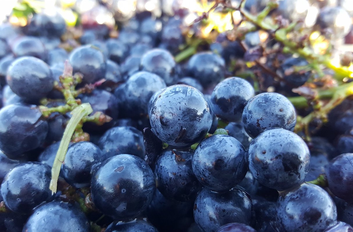 Raisins ©Caves de Rauzan