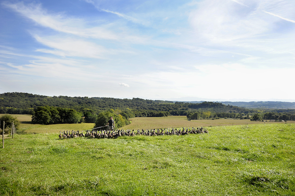 Canards Picaillons dans les champs ©D.Nakache