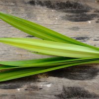 Feuilles de Pandan © SOMMAI - shutterstock