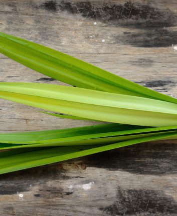 Feuilles de Pandan © SOMMAI - shutterstock