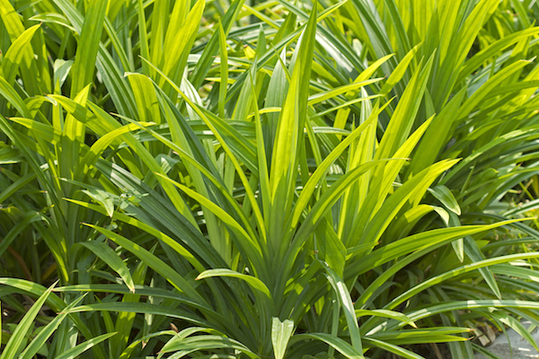 Feuilles de pandan ©Worraket - Shutterstock