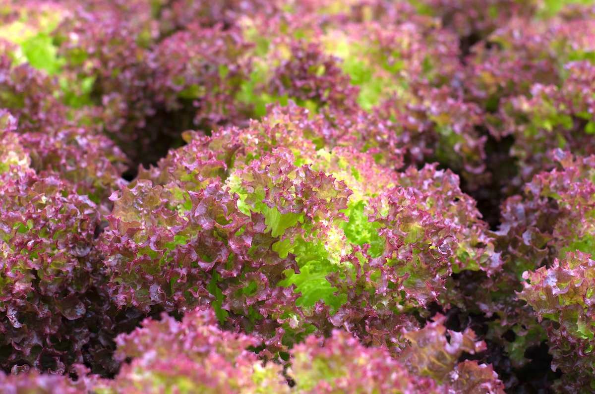 Lollo Rosso ©hans engbers shutterstock