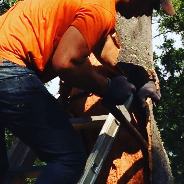 La récolte du Liège dans la région de Coruche #Portugal #vinocamp #planeteliege