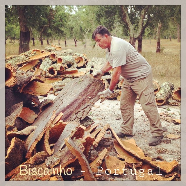 Récolte du Liège au Portugal #vinocamp #planeteliege