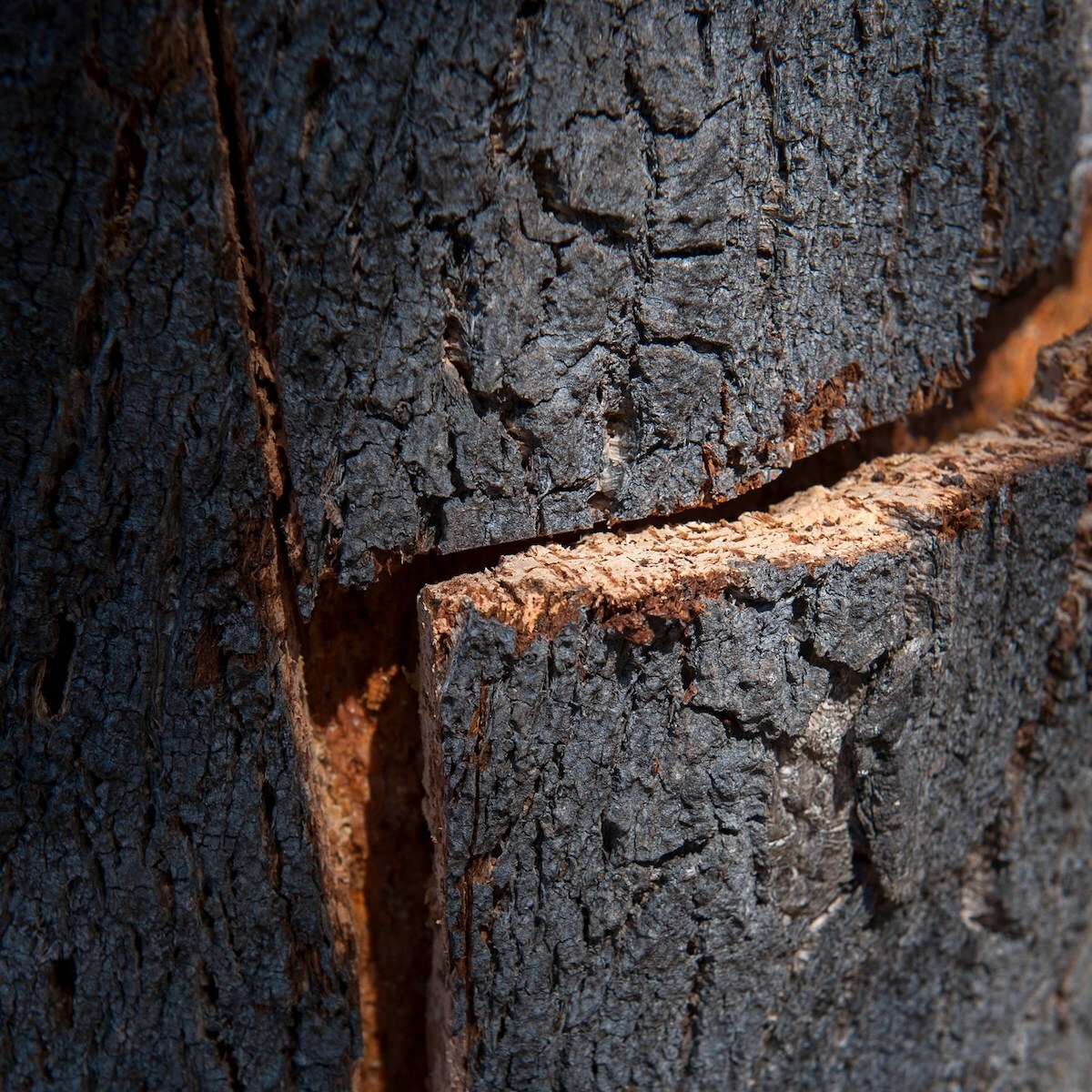 Liège ©Amorim Cork Italia