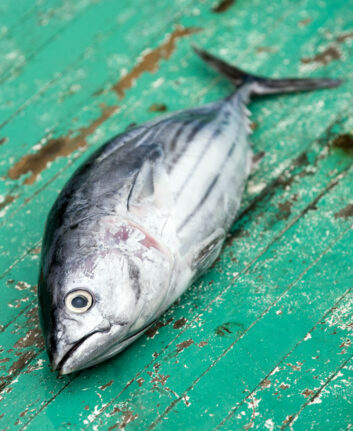 Thon © gallimaufry - shutterstock
