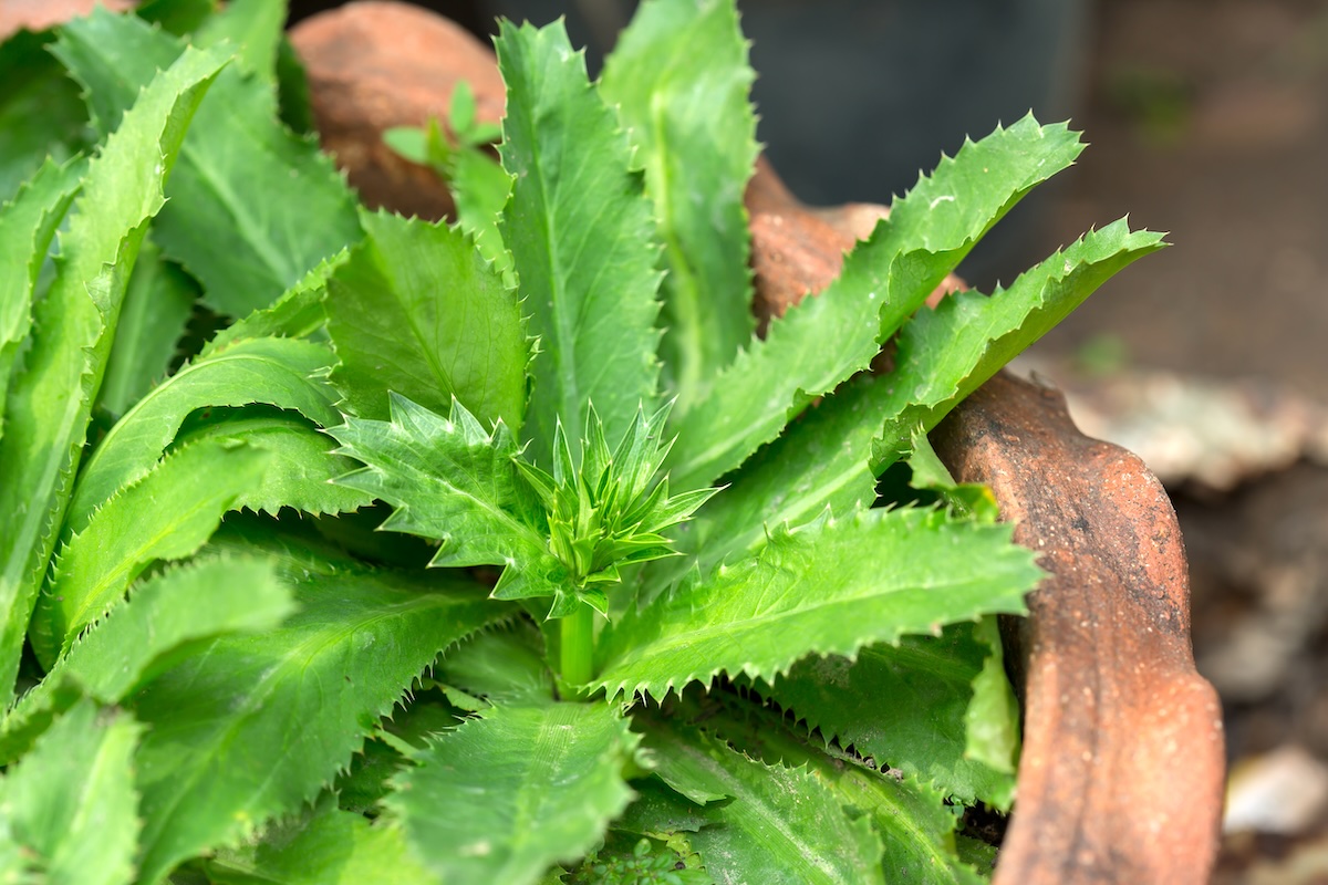 Sawtooth,Coriander,-,Eryngium,Foetidum,In,Pot,.