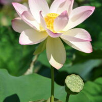 Fleur de lotus