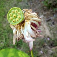 Fleur de lotus fanée