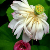 Fleur de lotus qui fane