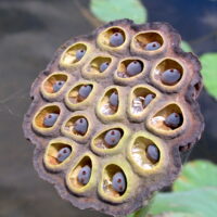 Graines de lotus