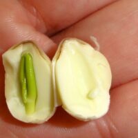 Graines de lotus et germe