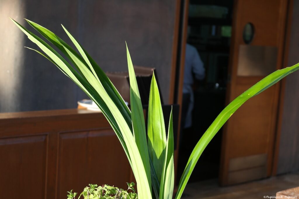 Feuilles de pandan