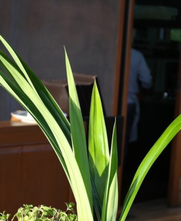 Feuilles de pandan