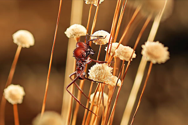 Fourmis ©Alex Atala Restaurant