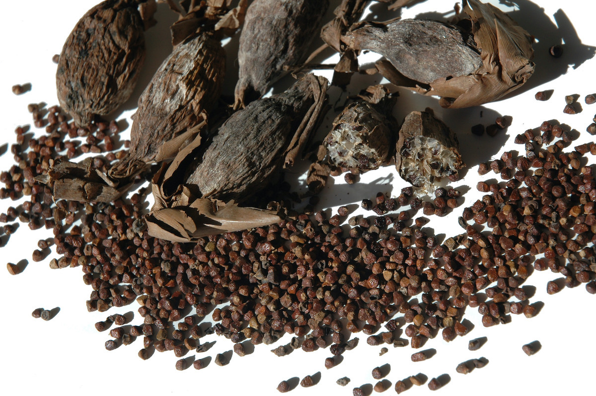 Maniguette ©Nathalie Dulex - shutterstock