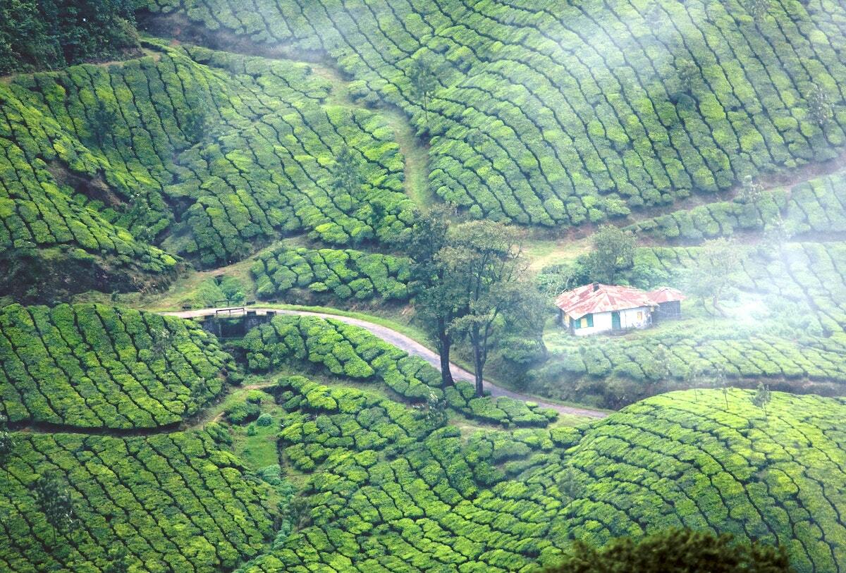 Munnar, Kerala, India ©Jqc -unsplash