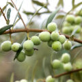 Olives Arbequina ©erinmalonemedia shutterstock