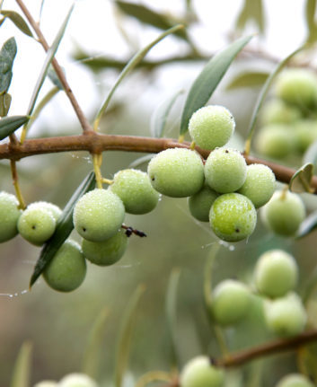 Olives Arbequina ©erinmalonemedia shutterstock