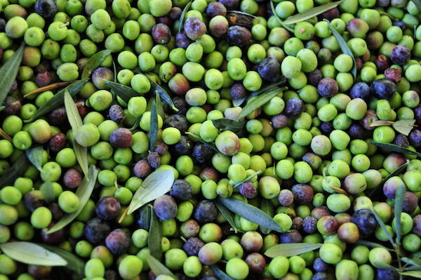 Olives Arbequina après récolte ©nito shutterstock