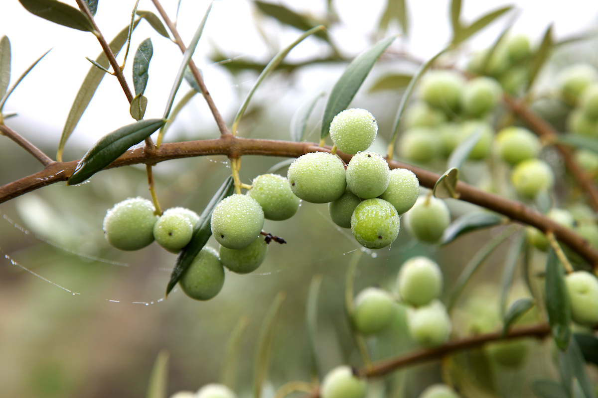 Olives Arbequina ©erinmalonemedia shutterstock