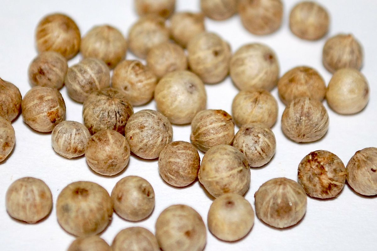 Poivre blanc de Kampot ©Steenbergs