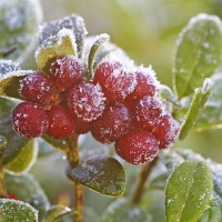 Airelles ©VisitFinland