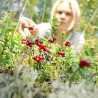 Cueillette ©VisitFinland