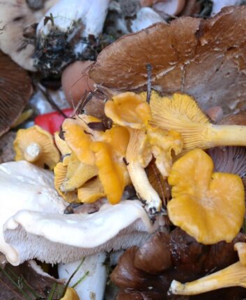 Cueillette des champignons en Finlande