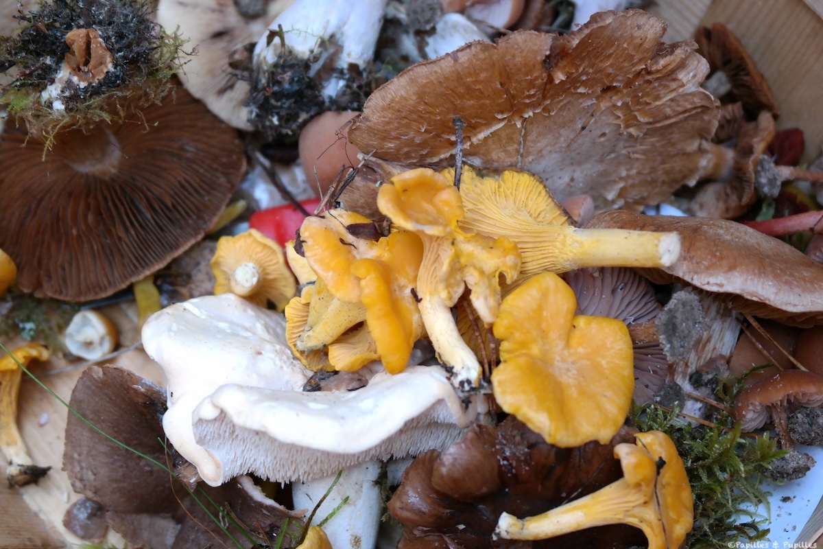 Cueillette des champignons en Finlande