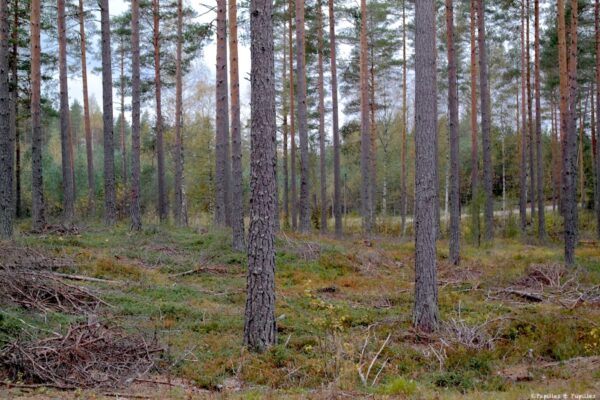 Forêt en Finlande