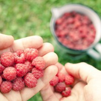 Framboises ©VisitFinland