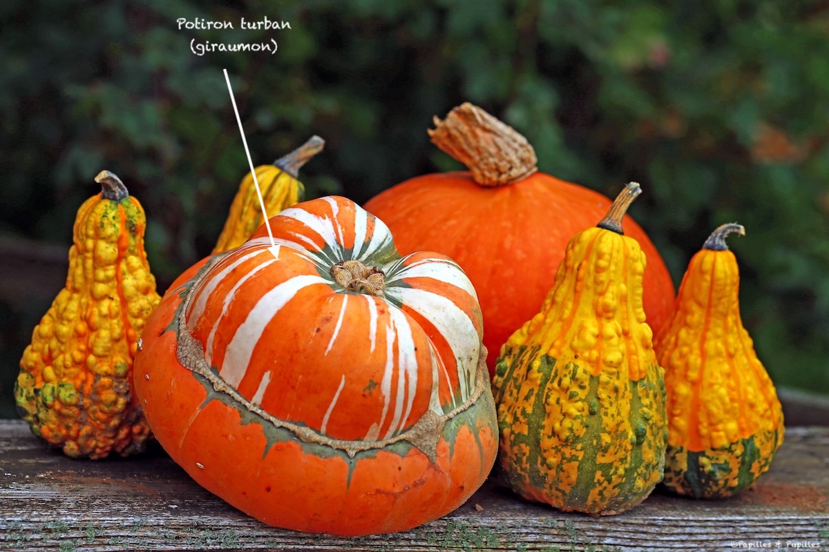 Pumpkins on wooden background, close up in autumn Garden. Harvest home. Turban Squash pumpkin