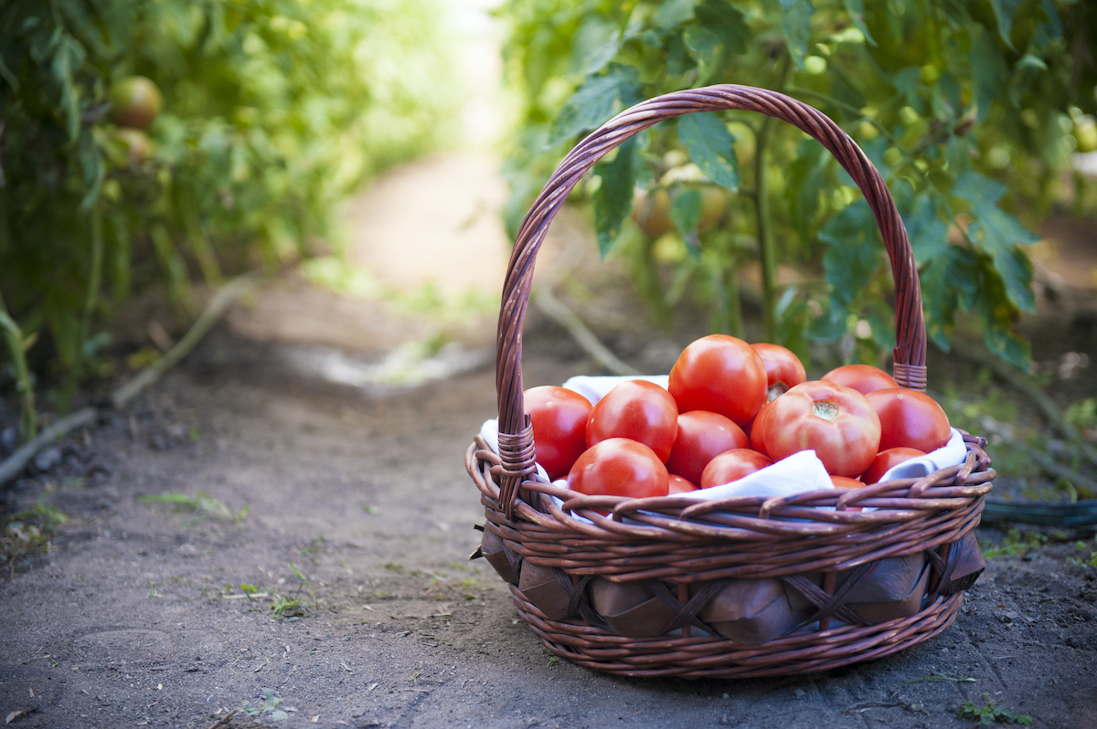Panier-de-tomates-©-Studio46-Photography-shutterstoc