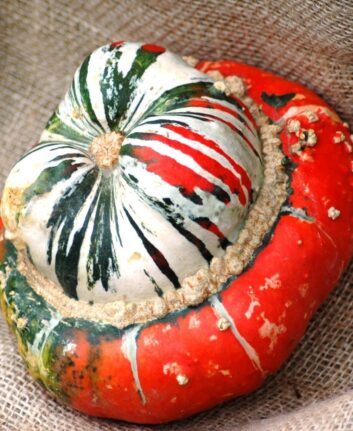 Turban,Squash